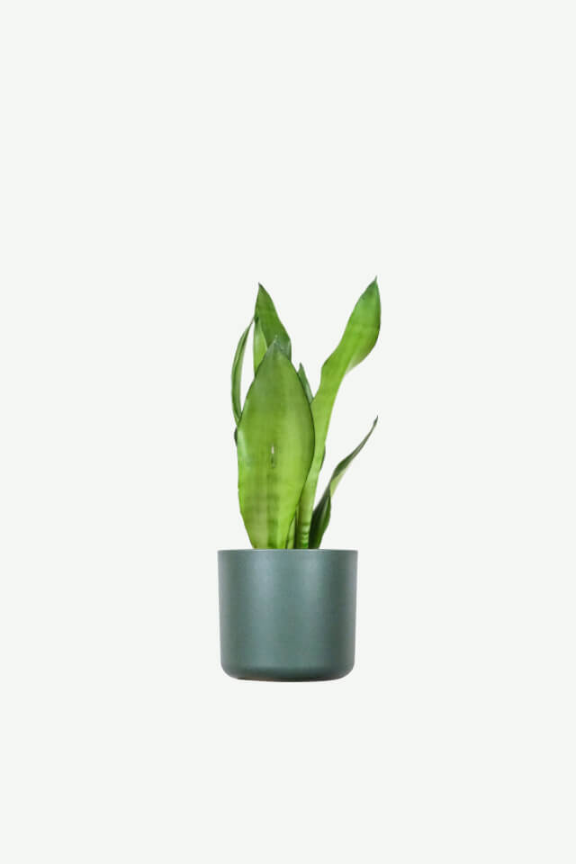 plants ecommerce product featured img 3 plants ecommerce product featured img 3