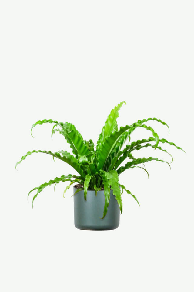 plants ecommerce product featured img 8 plants ecommerce product featured img 8