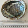 COQUILLE D'ORMEAU
