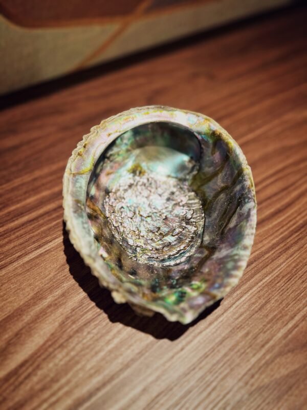 COQUILLE D'ORMEAU